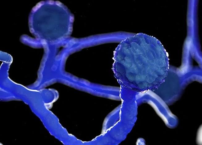 central's new guidelines for treating mucormycosis